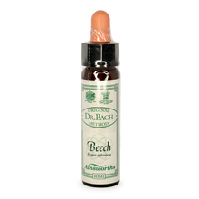 Ainsworths Beech Bach Flower Essence 10ml stock bottle