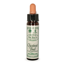 Ainsworths Chestnut Bud Bach Flower Essence 10ml stock bottle