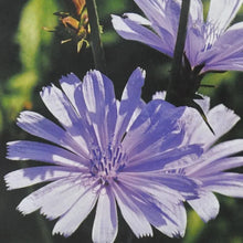 Ainsworths Chicory Bach Flower Remedy 10ml