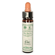 Ainsworths Elm Bach Flower Essence 10ml stock bottle