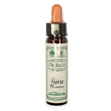 Ainsworths Gorse Bach Flower Essence 10ml stock bottle