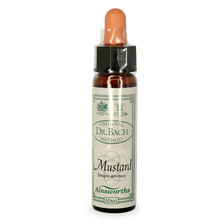 Ainsworths Mustard Bach Flower Essence 10ml stock bottle